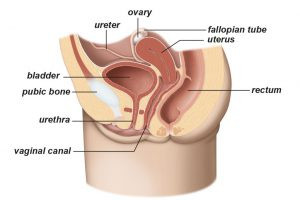 Εικ. 2: Καλοήθης Υπερπλασία τουΠροστάτη Image