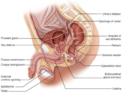 Εικ. 2: Καλοήθης Υπερπλασία τουΠροστάτη Image