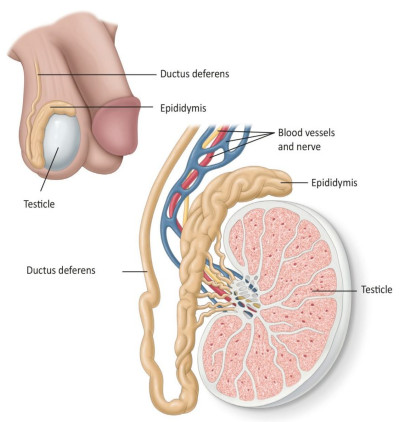 Εικ. 1: Προστάτης σε φυσιολογικό μέγεθος Image