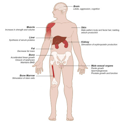 Εικ. 1: Όργανα στόχοι τεστοστερόνης Image